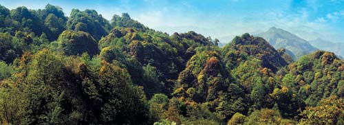 安龍仙鶴坪國家森林公園